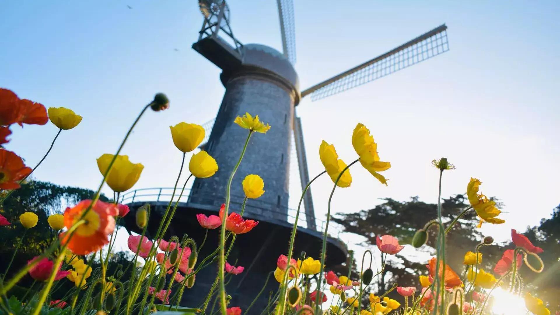 Tulipas florescem sob um dos famosos moinhos de vento do Golden Gate Park.